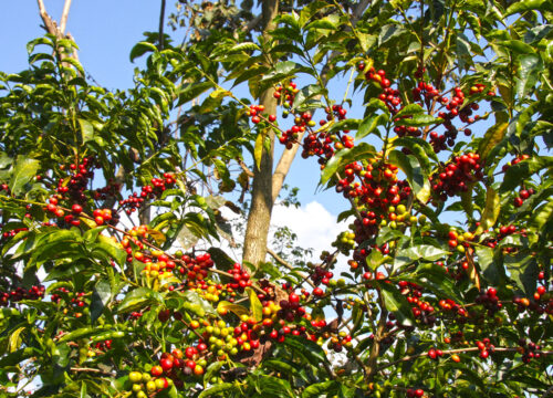 Coffee Tourism in Ethiopia